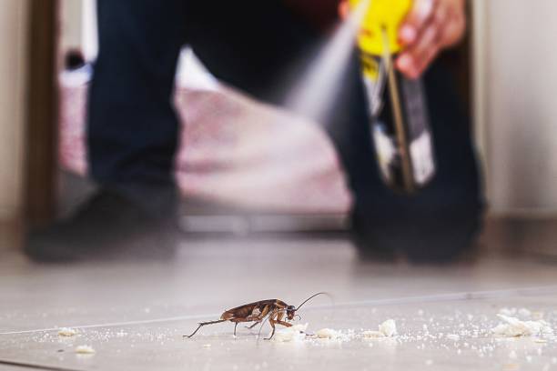désinsectisation écologique solutions anti-nuisibles