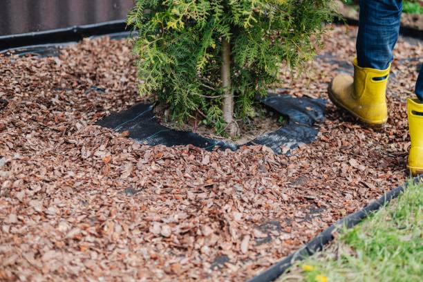 toile de paillage jardin plante