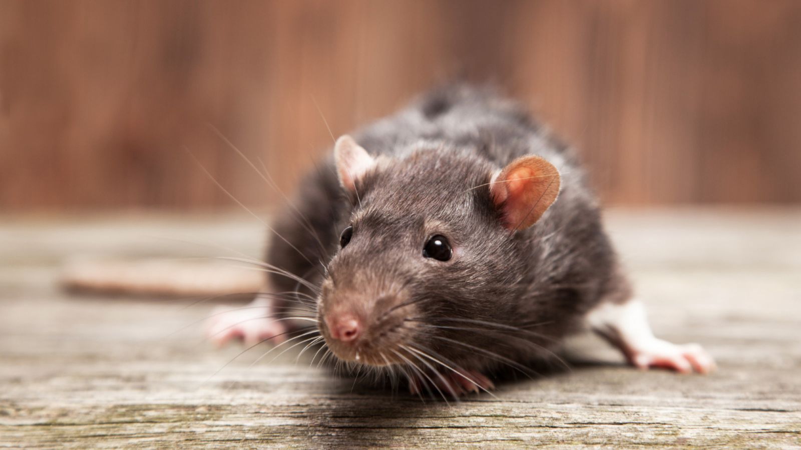 Pourquoi réagir sans tarder face à une infestation de rongeurs protège votre santé et votre logement ?