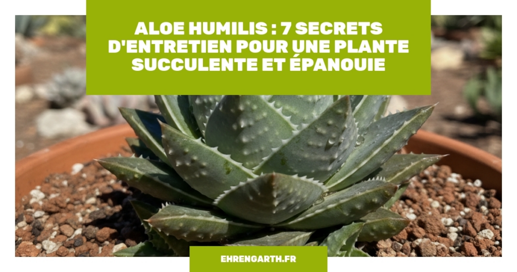 aloe humilis 7 secrets drsquoentretien pour une plante succulente et epanouie aloe humilis 7 secrets drsquoentretien pour une plante succulente et epanouie
