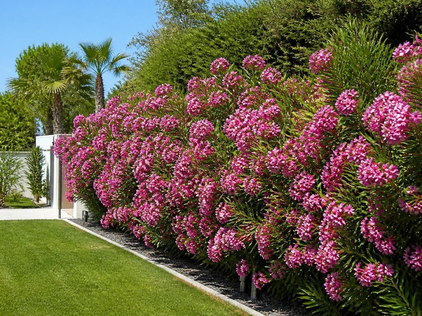 découvrez comment planter, entretenir et prendre toutes les précautions nécessaires pour réussir votre haie de laurier rose. conseils pratiques et astuces pour un jardin magnifique et sécurisé.