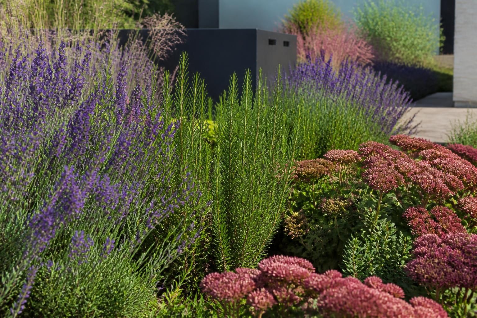 plante increvable dexterieur les especes qui survivent a tout 1 découvrez les plantes increvables d'extérieur : sélection des espèces robustes et résistantes qui survivent à toutes les conditions pour un jardin toujours verdoyant.