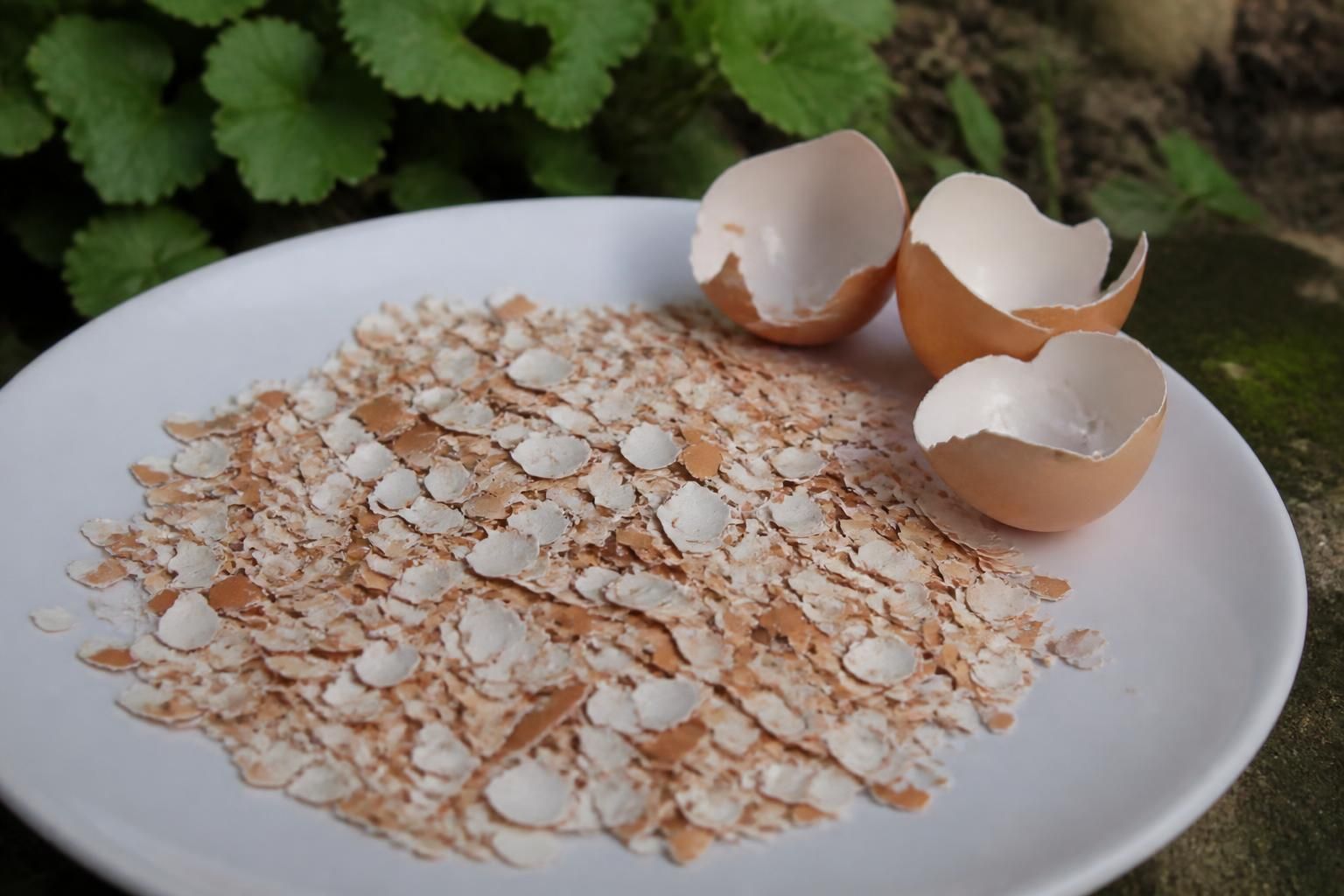 coquilles doeufs dans le compost comment les preparer pour quelles soient vraiment utiles 1 découvrez comment préparer correctement les coquilles d'œufs pour le compost afin d'améliorer la qualité de votre sol et favoriser un jardin sain et durable.