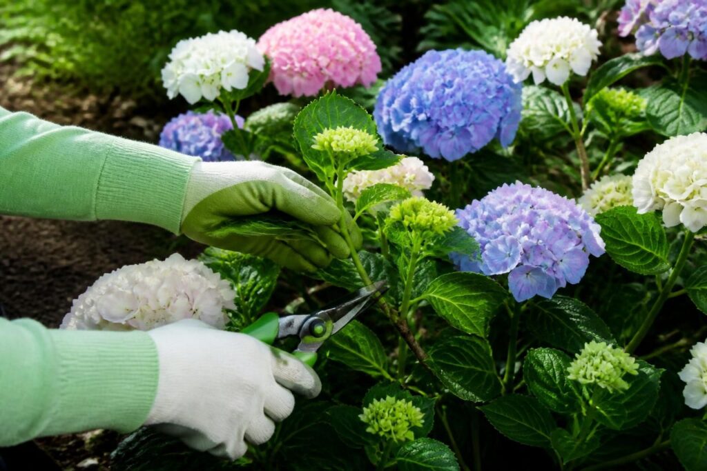 découvrez comment tailler vos hortensias correctement pour favoriser une belle floraison sans endommager les bourgeons à venir grâce à notre guide complet.