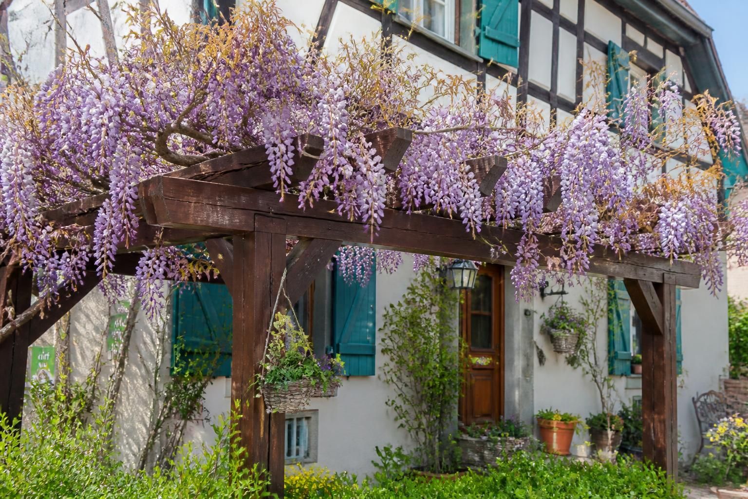 découvrez le calendrier parfait pour tailler votre glycine tout en préservant sa floraison abondante et éclatante.
