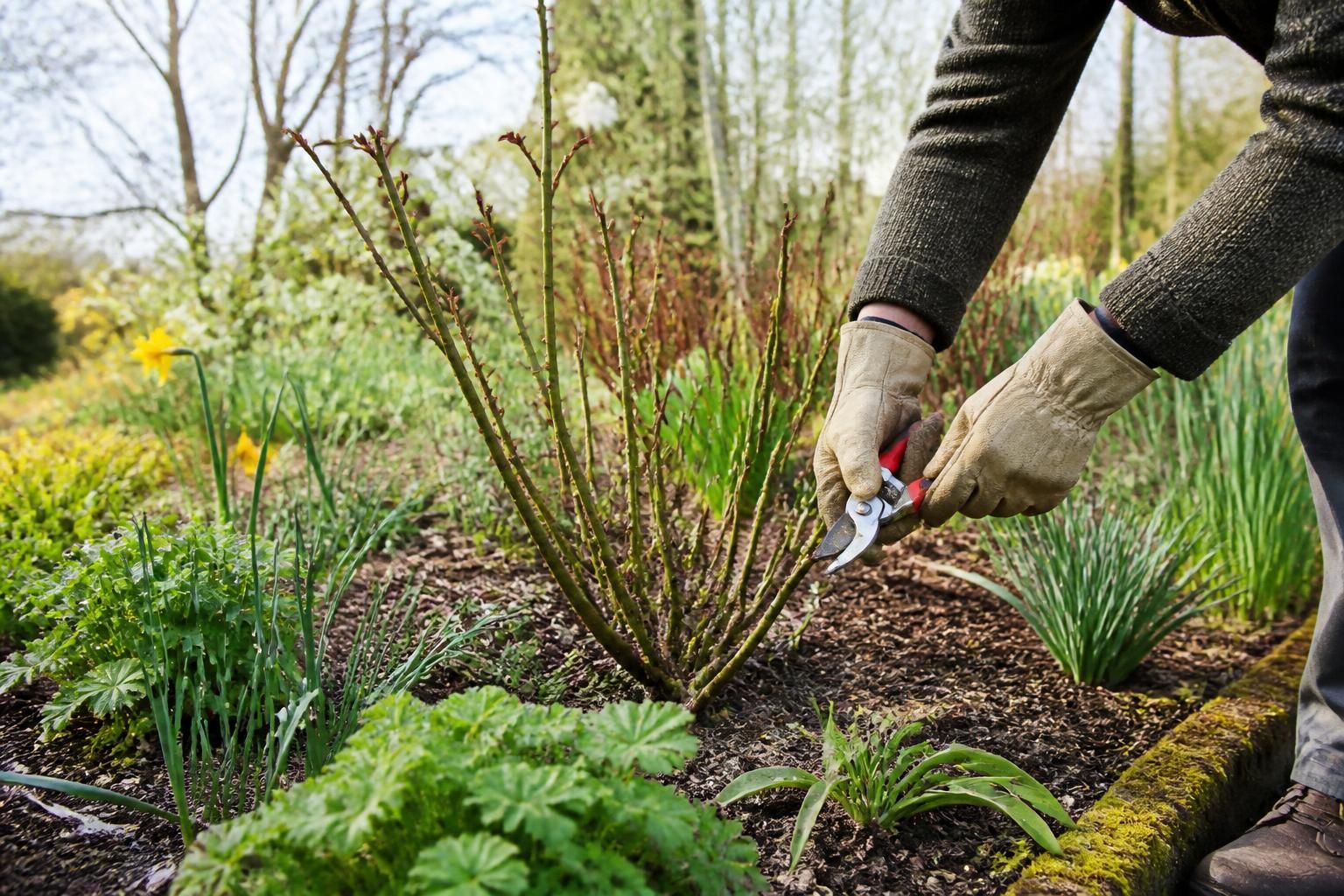 le guide pratique pour tailler chaque variete de rosier au bon moment 1 découvrez comment tailler chaque variété de rosier au bon moment grùce à notre guide pratique, pour des rosiers en pleine santé et une floraison abondante.