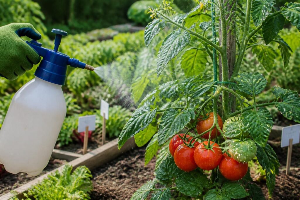 découvrez comment utiliser efficacement la bouillie bordelaise sur vos plants de tomates dans votre potager, avec le dosage et la fréquence recommandés pour protéger vos cultures tout en préservant l'environnement.
