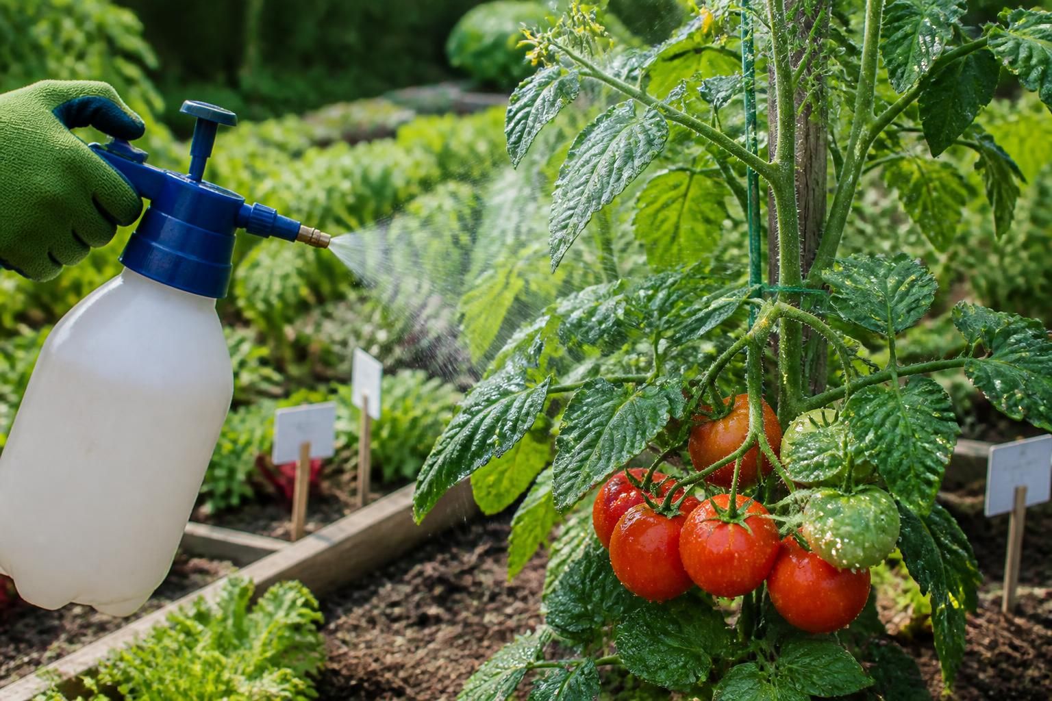 découvrez comment utiliser efficacement la bouillie bordelaise sur vos plants de tomates dans votre potager, avec le dosage et la fréquence recommandés pour protéger vos cultures tout en préservant l'environnement.